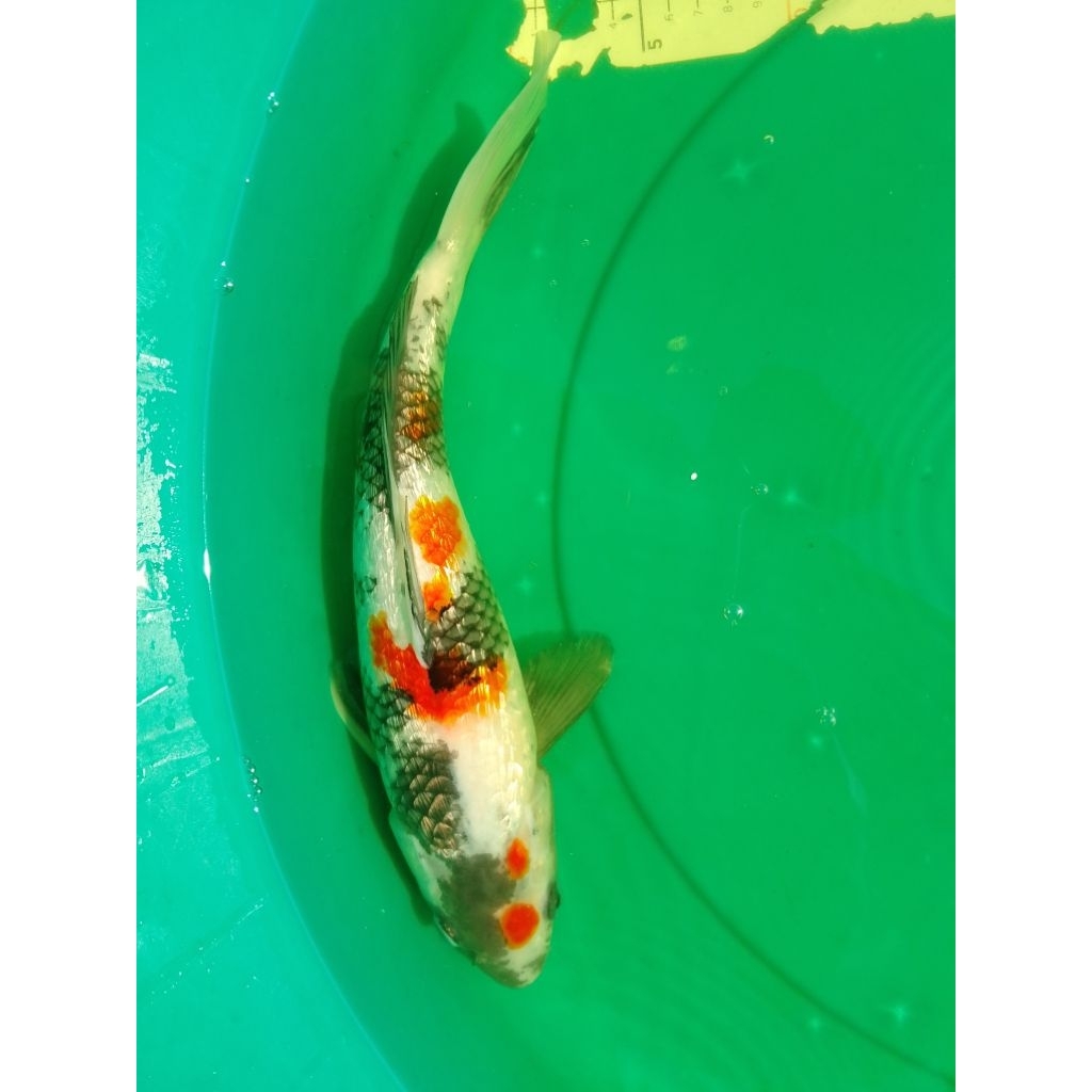 Ikan koi jenis Showa Ginrin 37cm warna strong HQ