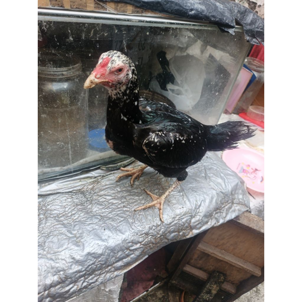 Biang ayam BANGKOK PAKOY umur 11 Bulan [PROMO CUCI KANDANG]