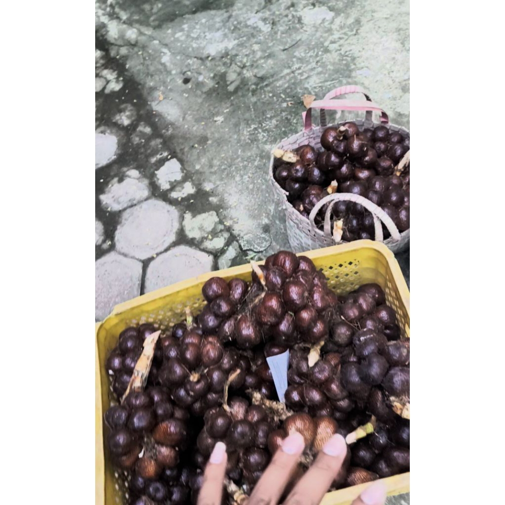 Salah pondoh manis salak manis salak pondoh