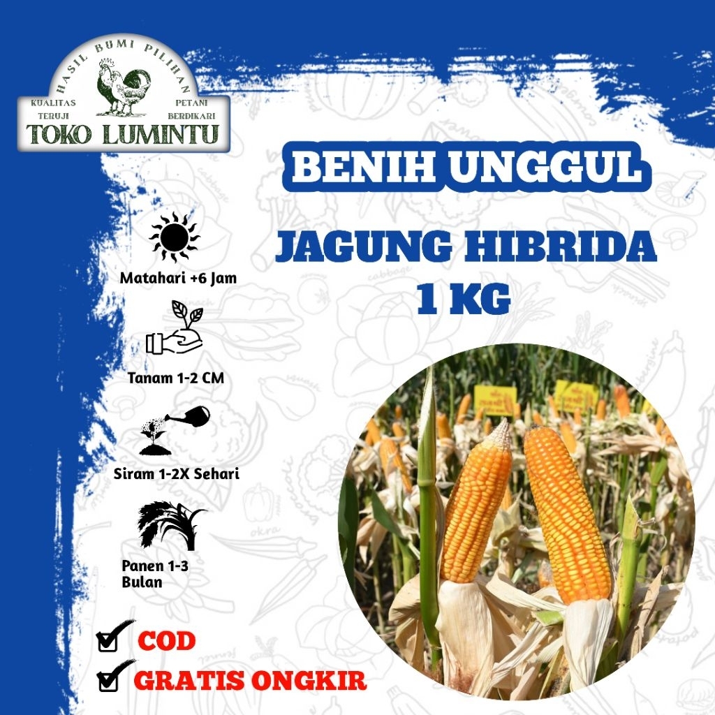 Benih Jagung Hibrida F1 Kemasan Repack 1kg - Nk Sumo/Nk Perkasa/Nk 212/Adv Jago/Simetal/Pertiwi