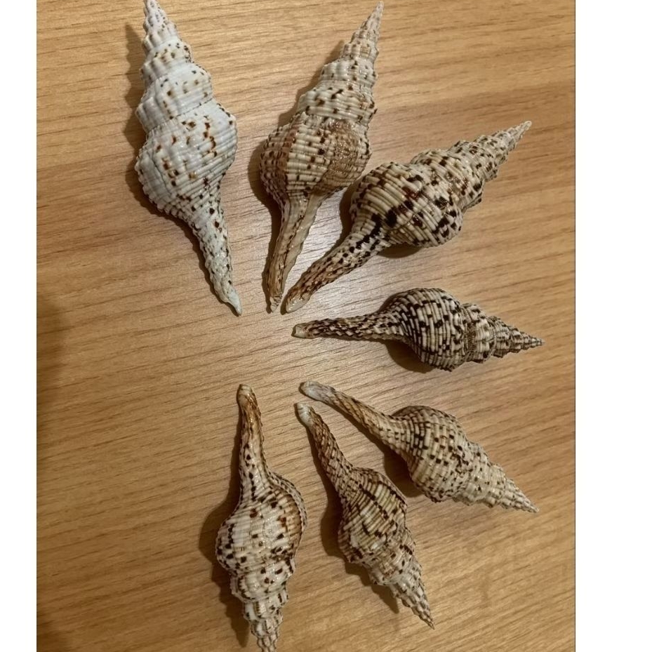 Cangkang FUSINUS COLUS BATIK