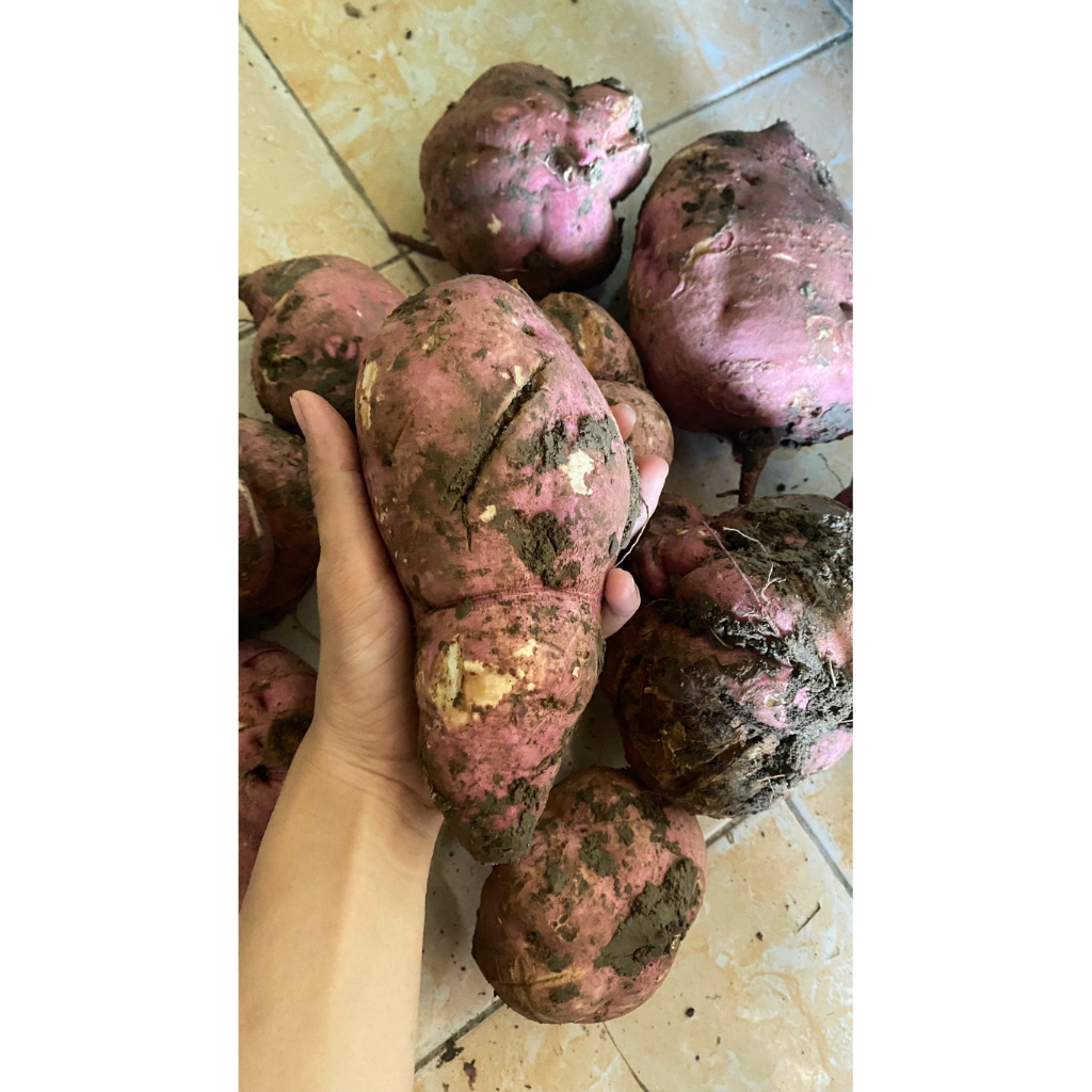 ubi jalar merah segar 1 kg/ubi jalar pilihan