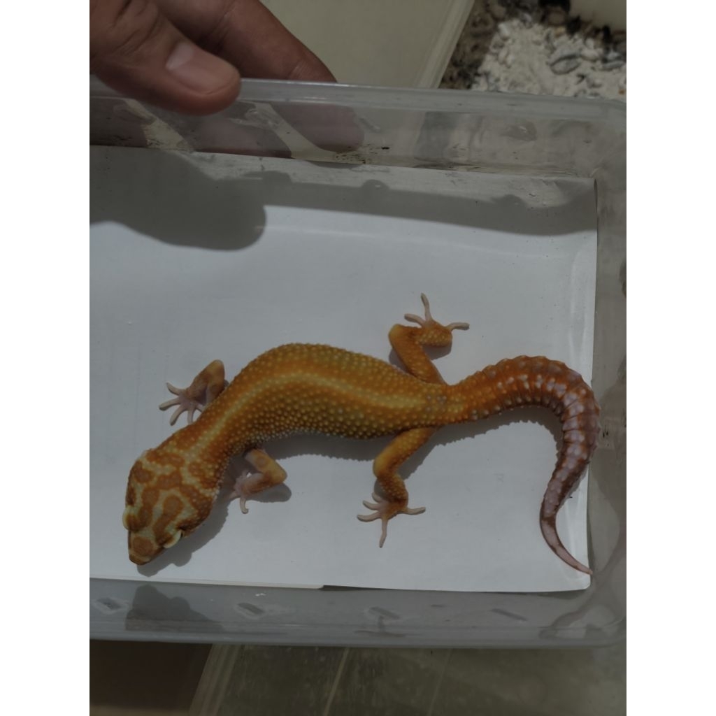 mainan leopard gecko Tremper Emerine red stripe RS female