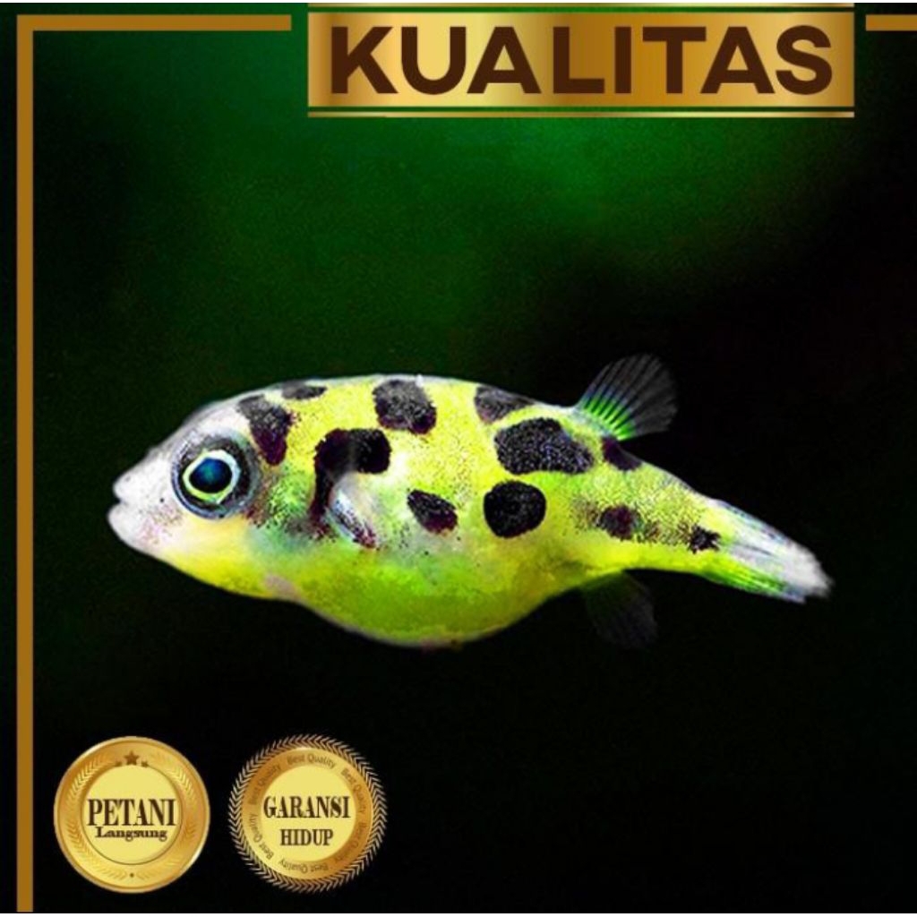 10 ekor Mini Puffer Fish Ikan Hias Aquascape