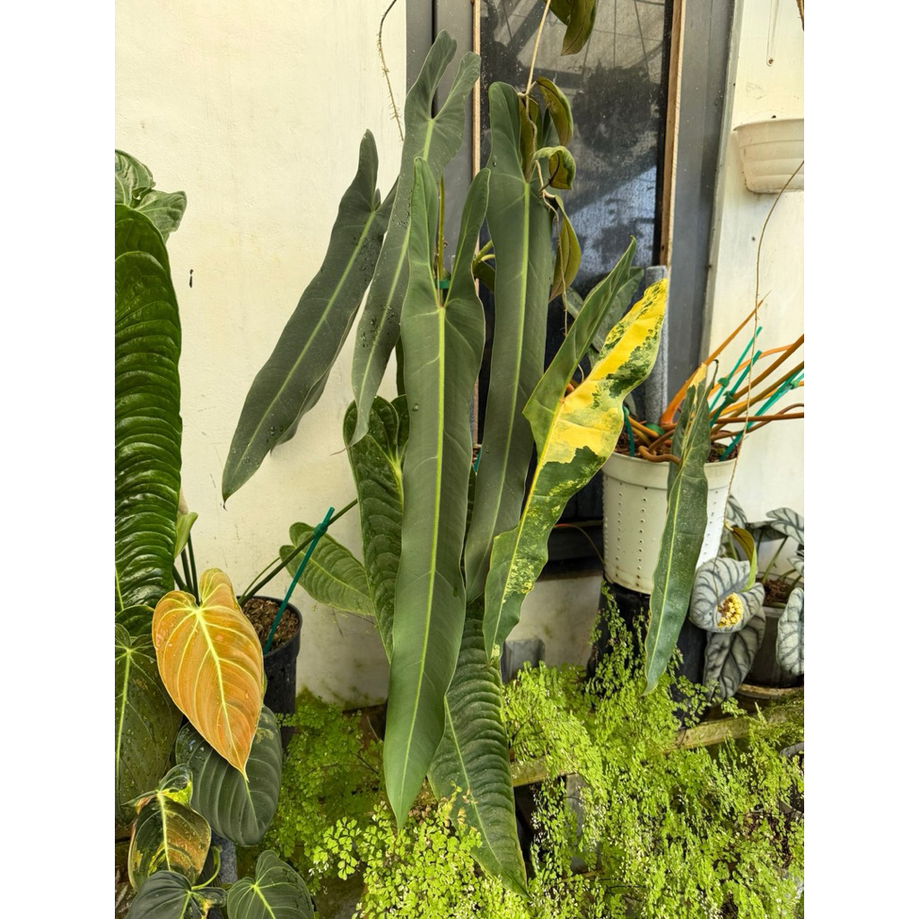 philodendron spiritus sancti
