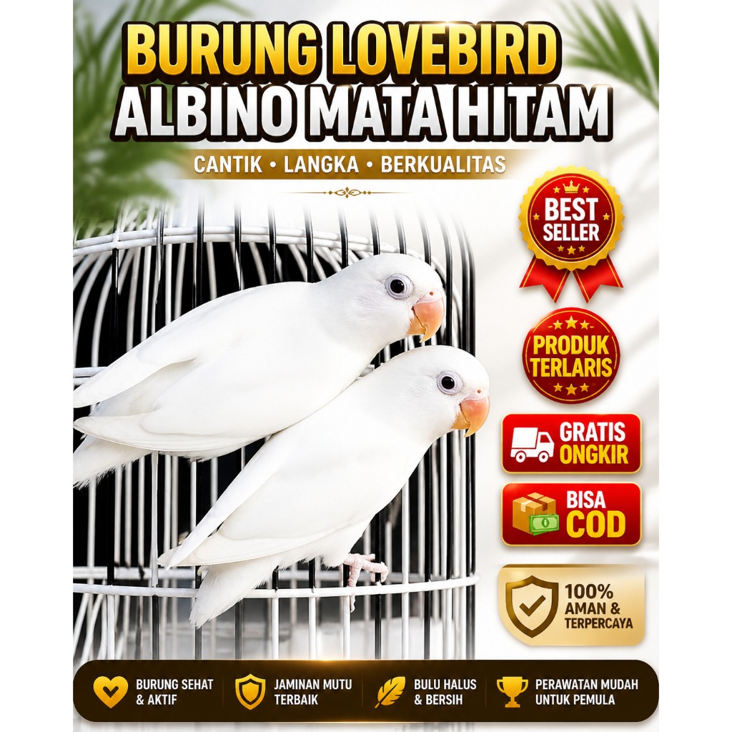 Lovebird Albino Mata Hitam burung love bird