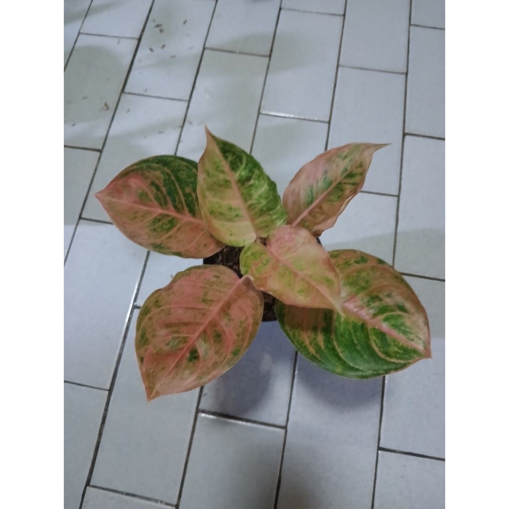 Aglaonema susan remaja