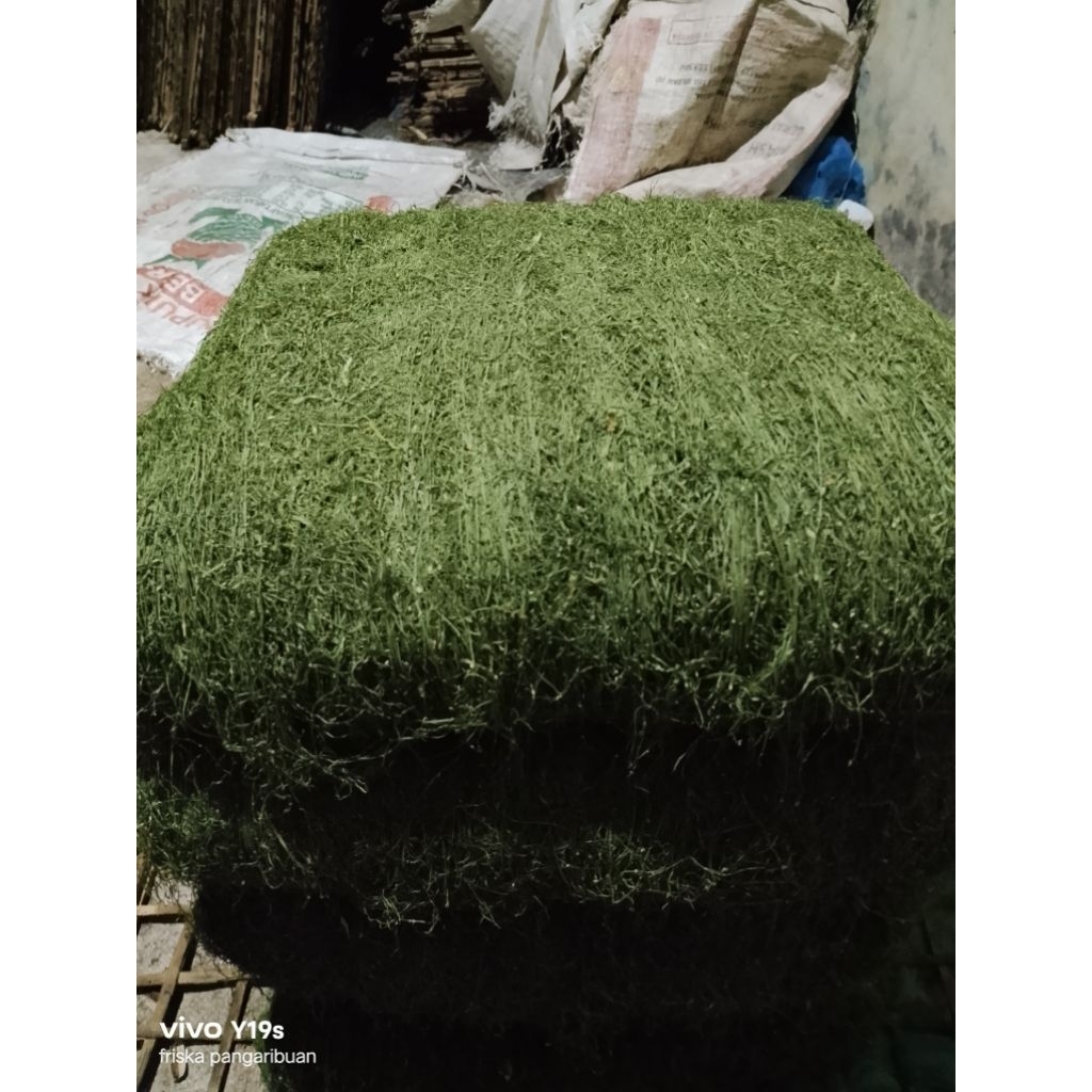 mbako ratah/mbako hijau asli batu karang