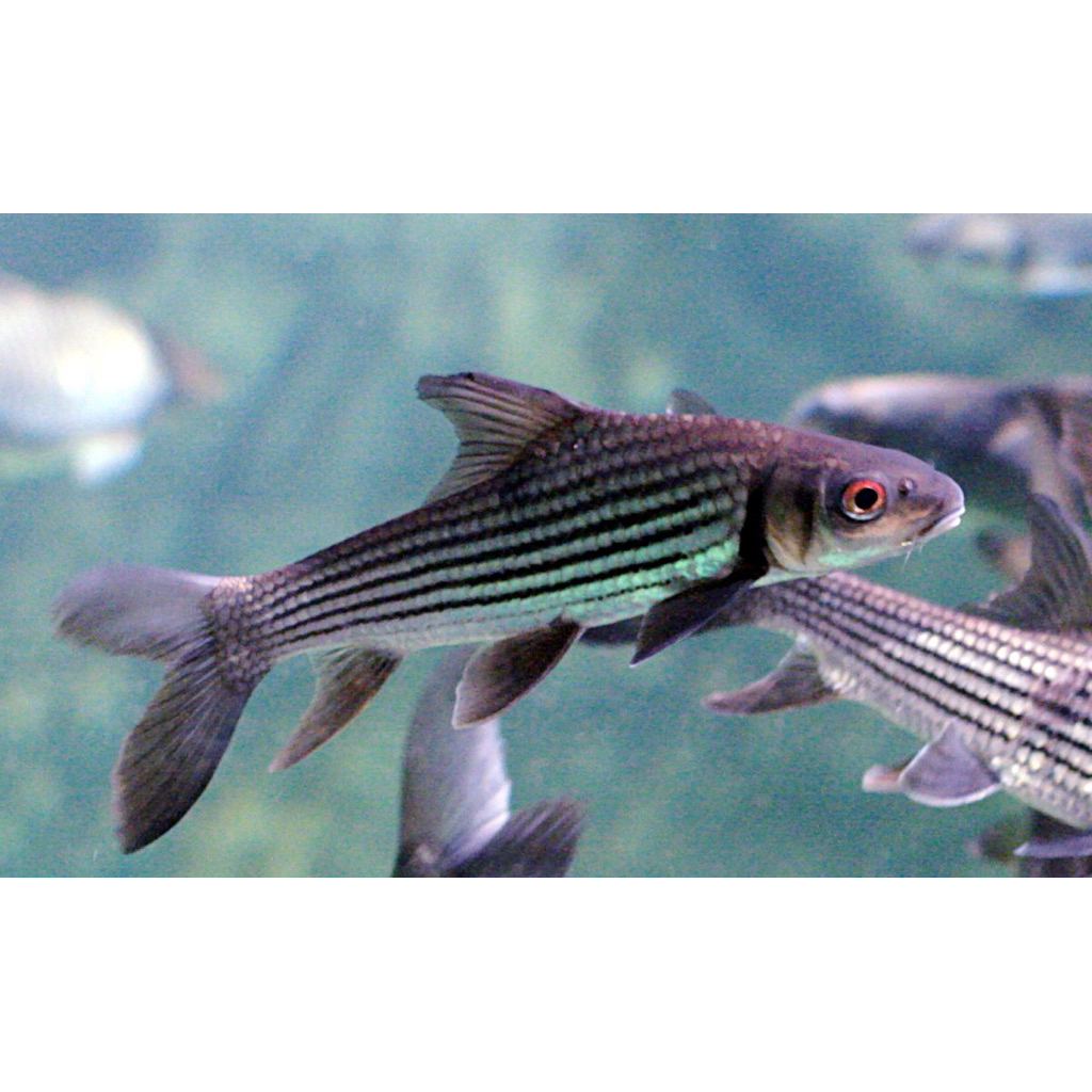 Hiasan aquarium juleni barb mempercantik aquarium
