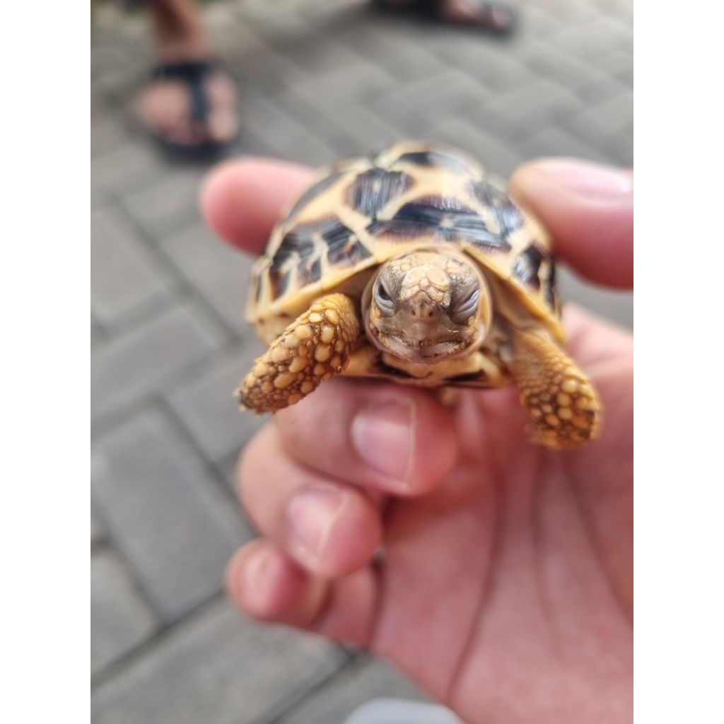 Indian Star Tortoise