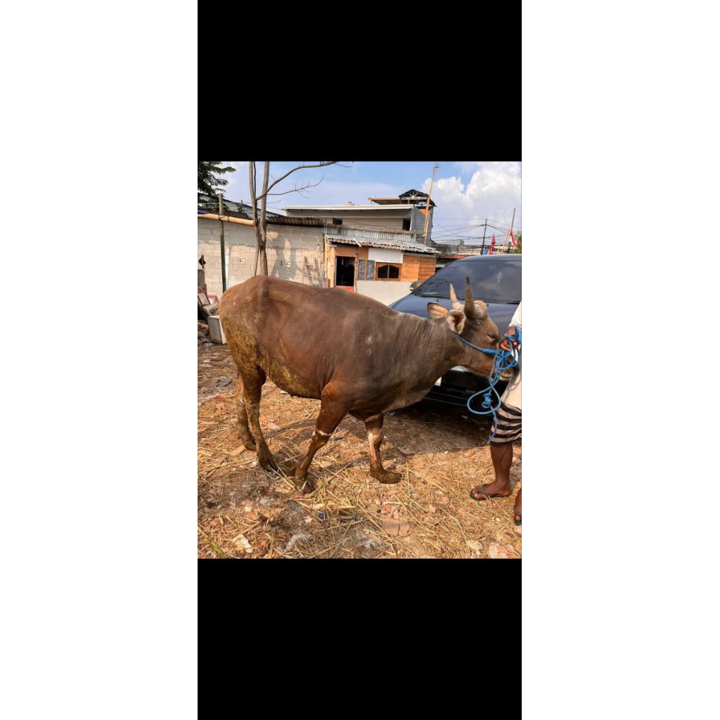 Sapi Qurban Ras Balii