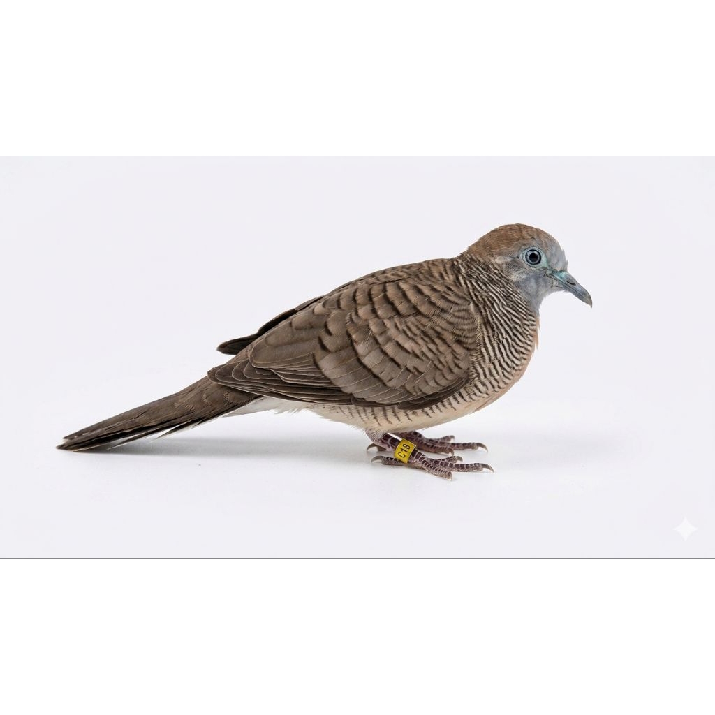 Burung Perkutut Bangkok+ Ring