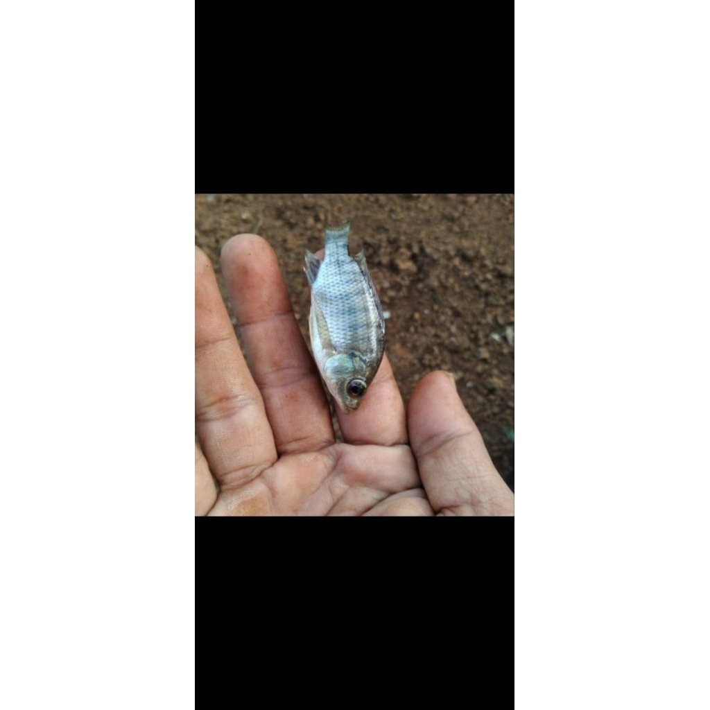 Bibit Ikan Mujair Hitam Ukuran 1 Jari
