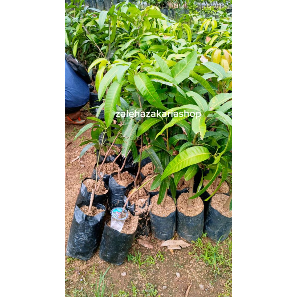 bibit mangga kiojay siap tanam cangkok