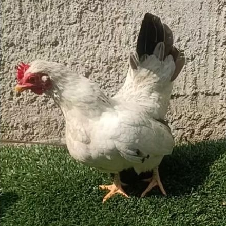 ayam kate betina putih dewasa