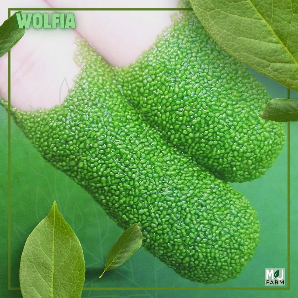 Bibit Wolffia Super Siap Budidaya Aman Pengiriman