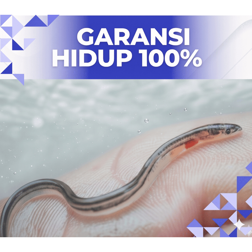 (GARANSI HIDUP 100%) Bibit ikan Sidat Grade A Hidup Berkualitas - Benih ikan sidat Siap Budidaya