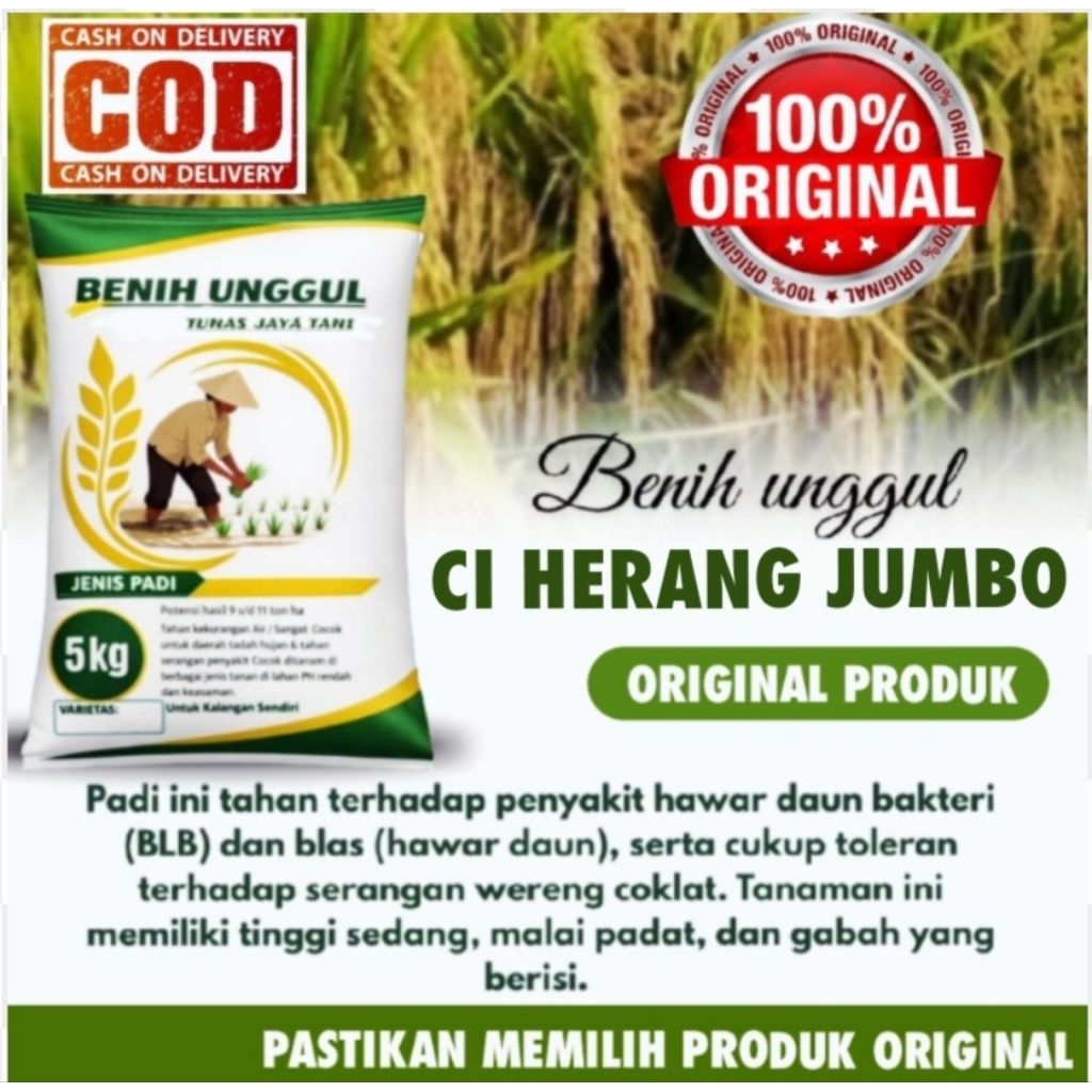 BENIH PADI CIHERANG JUMBO