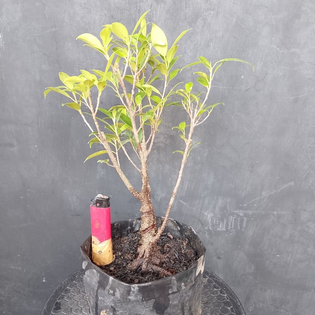 Beringin kimeng bahan bonsai