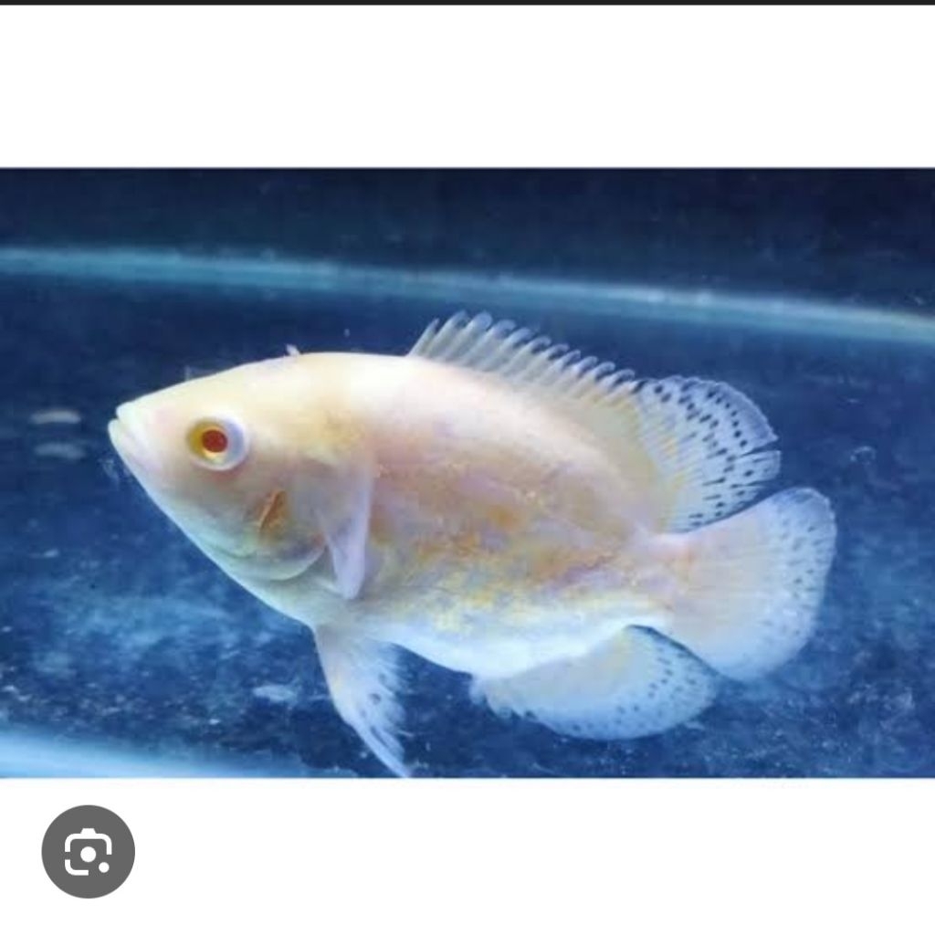 TERMURAH IKAN BERBAGAI JENIS OSCAR