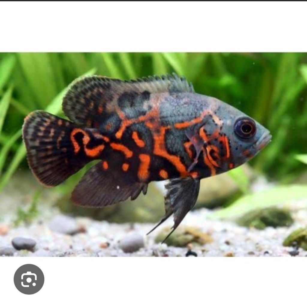 IKAN PREDATOR OSCAR TIGER BATIK