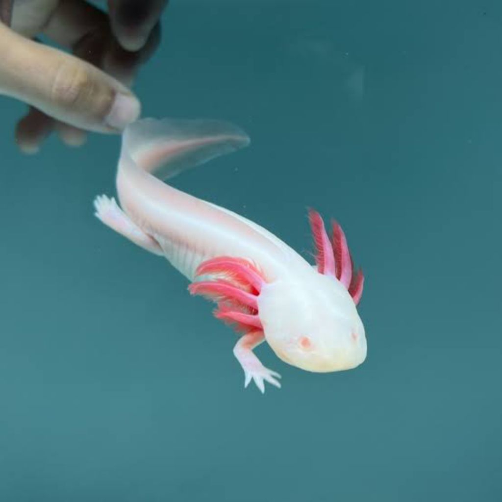 Paket 2 miniatur axolotl varian leucistic,albino uk 7-8 cm