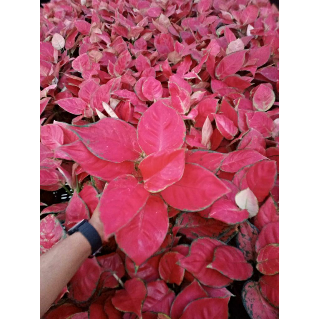 TANAMAN HIAS BUNGA/KEMBANG AGLONEMA