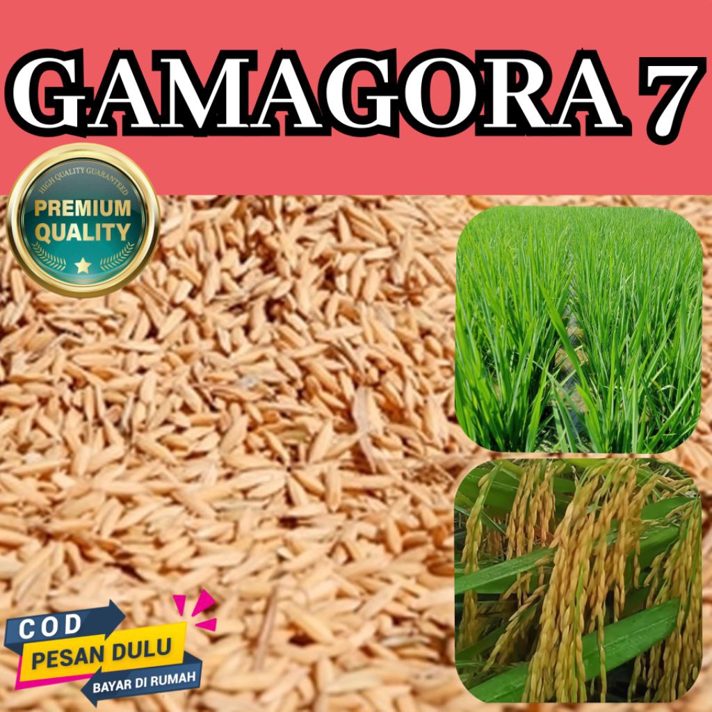 Bibit Benih Padi Gamagora 7 Tahan Terhadap Semua lingkungan Kemasan 5kg