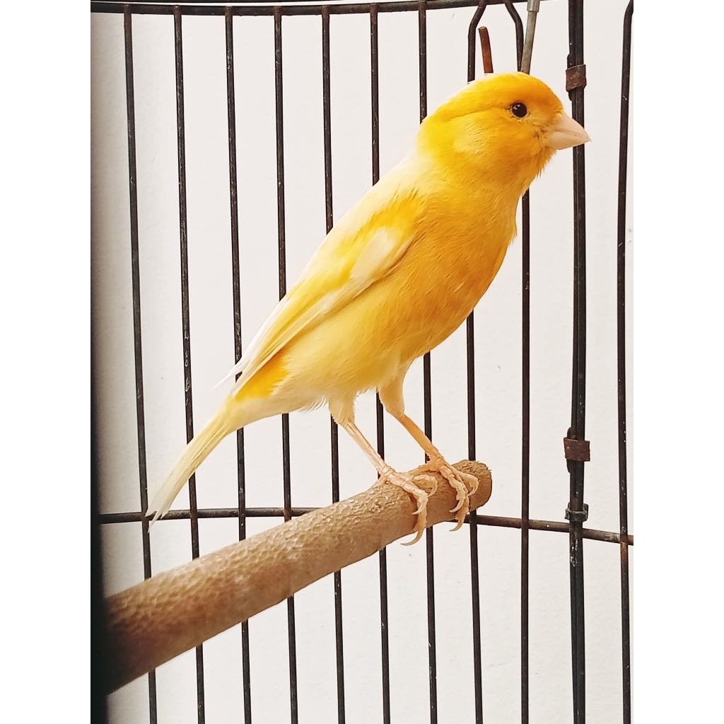 (instan only) Kenari F1 Jantan | Kenari AF Jantan