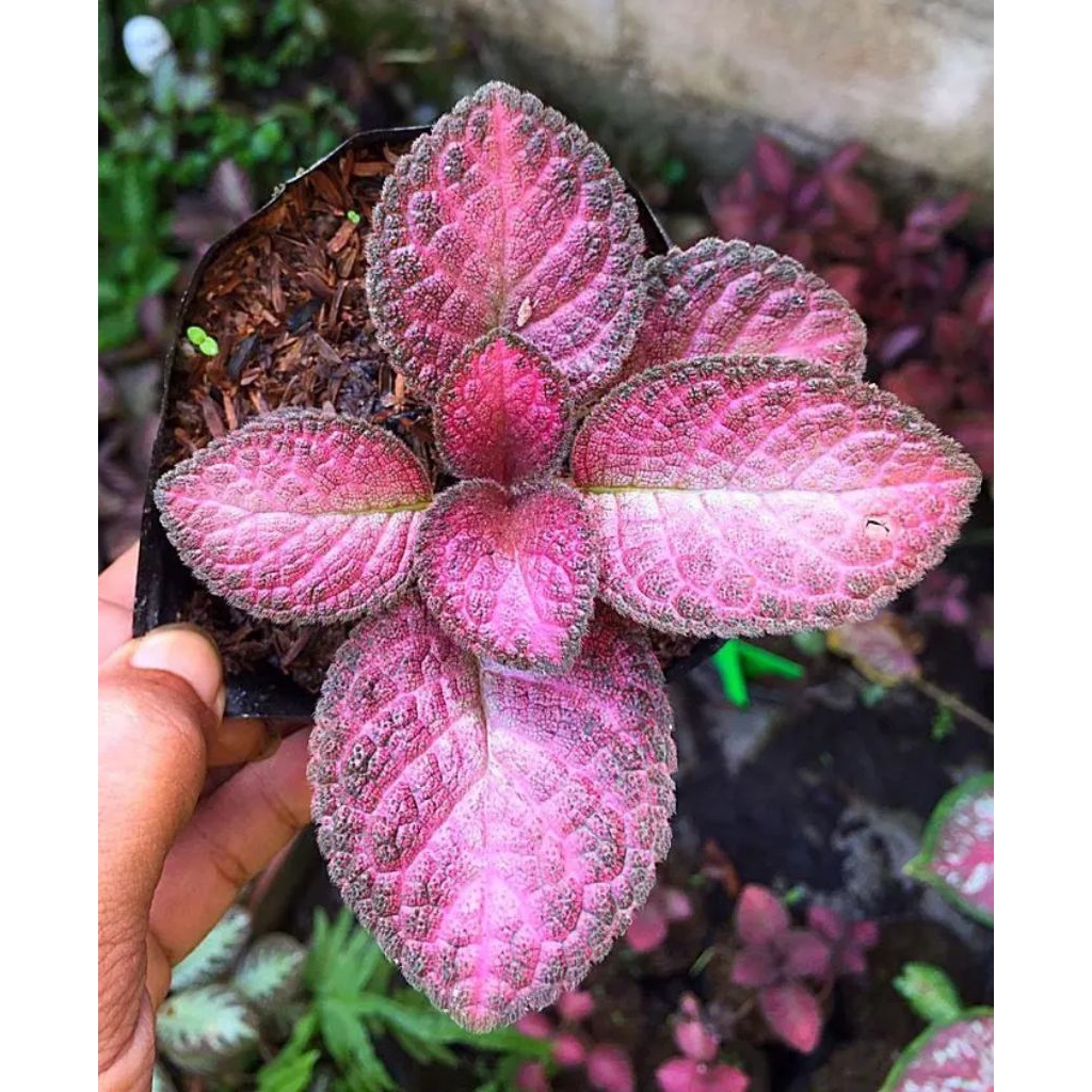 EPISCIA STRAWBERRY