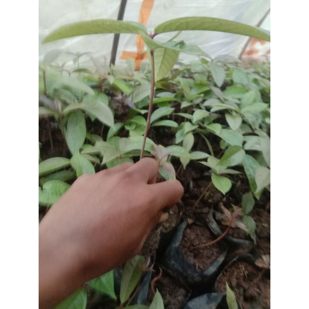 bibit jambu Jamaika jumbo