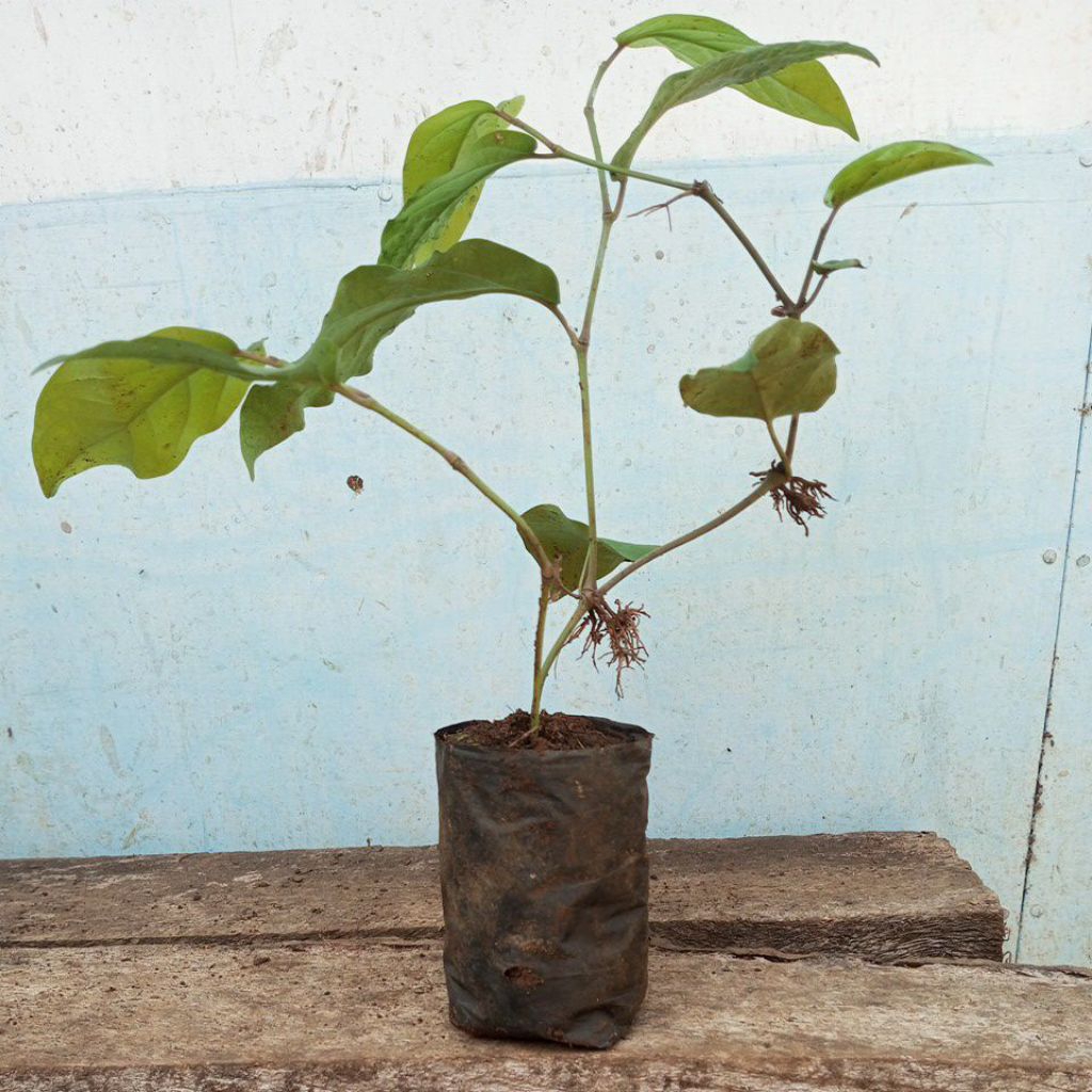 paket 30 Bibit Cabe Jawa Hibrida (Jumbo) /Buah Besar Panjang dan Lebat/Tanamanrempah/tanamanjamu /ta