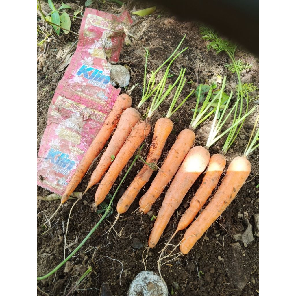 BAKAL/CALON BIBIT WORTEL BERASTAGI 3KG (ISI ±100 BUAH)