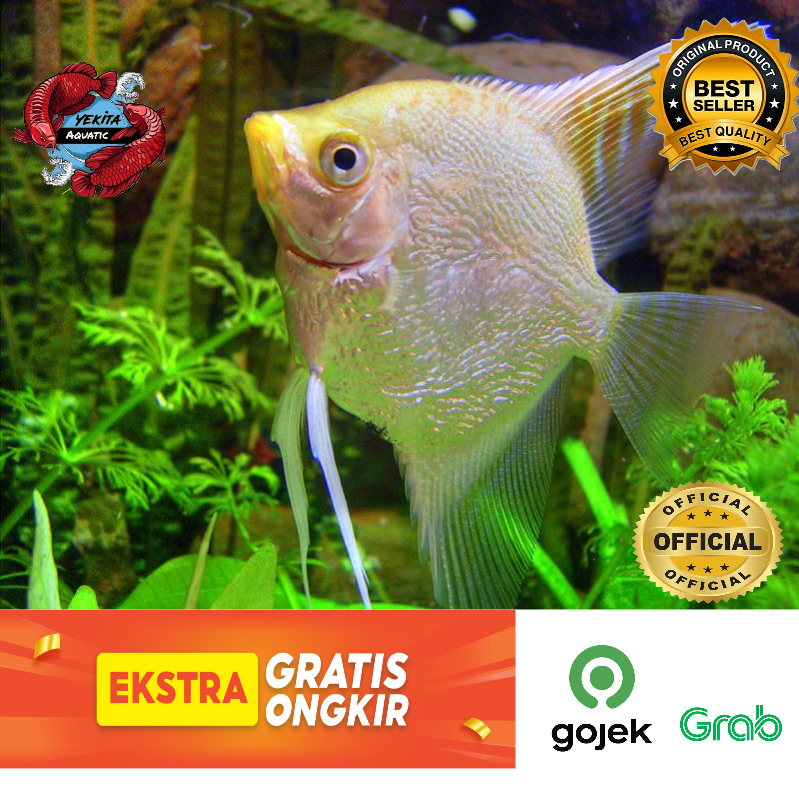 ikan Manfish Platinum Slayer Ikan Hias Aquascape Hiasan Aquarium