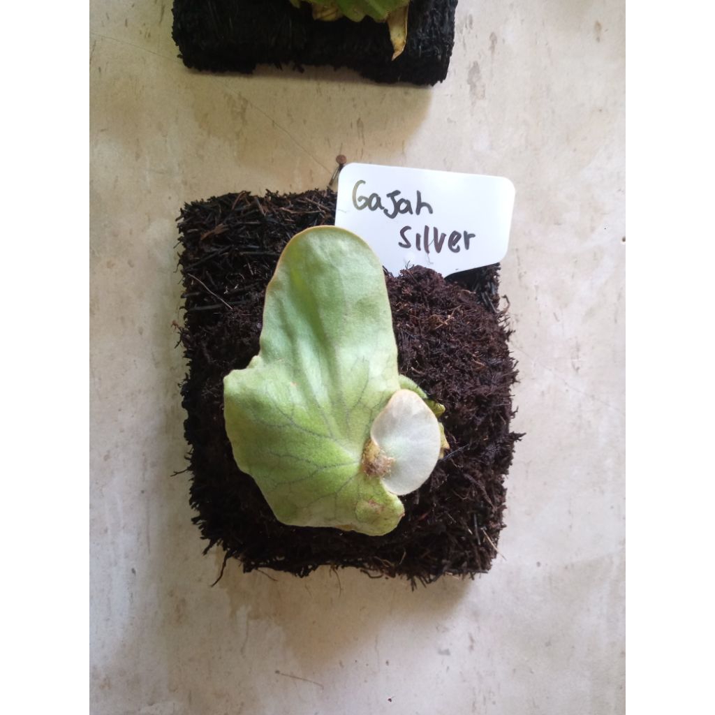 platycerium elephantotis silver / angoles papan pakis siap pajang