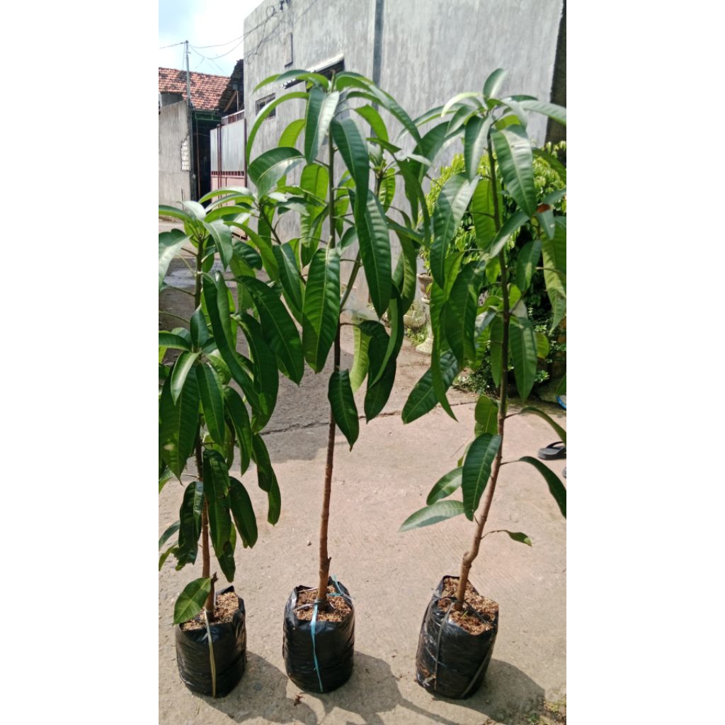 bibit mangga kiojay Thailand 1,4 meter