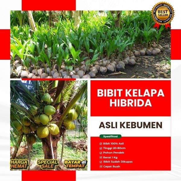 TERBAIK AIR NIRANYA  Bibit Buah Kelapa Hibrida Besar, Bibit Buah Kelapa Hibrida F1