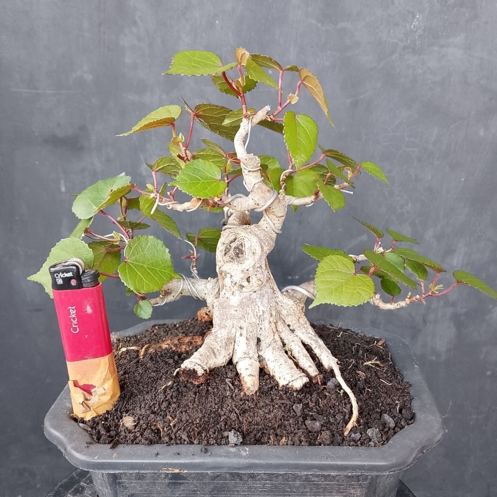 Bahan bonsai waru Taiwan prokar sesuai foto