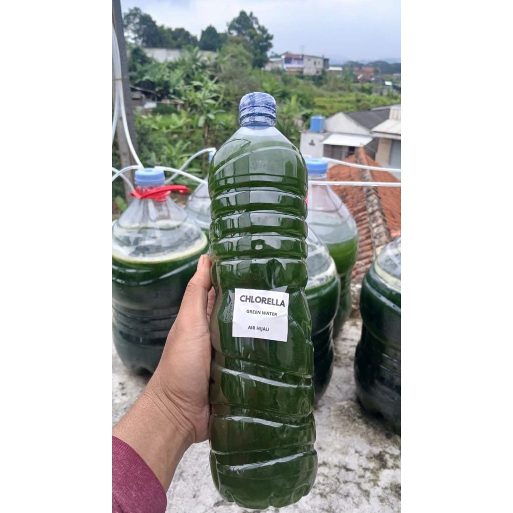 Chlorella/ Phytoplankton / Green Water Chlorella / Air Hijau 600ml