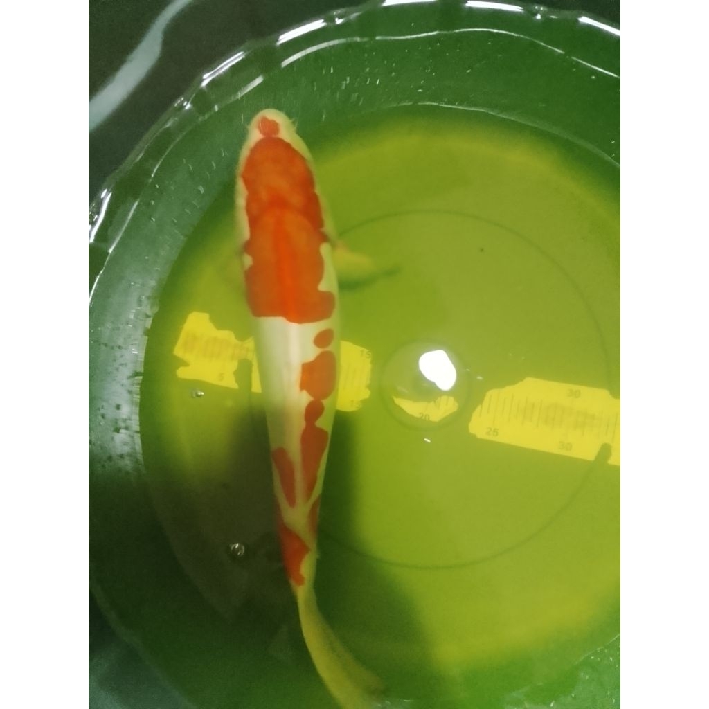 Ikan koi jenis Kohaku Doitsu 41cm High Quality