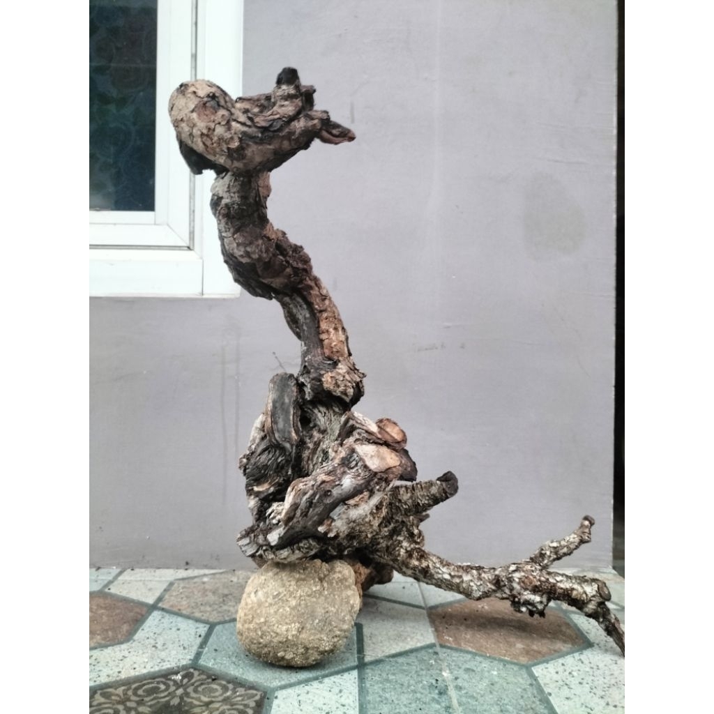 santigi karang. tenggelam. aquascape vivarium hardscape predator reptil predator.