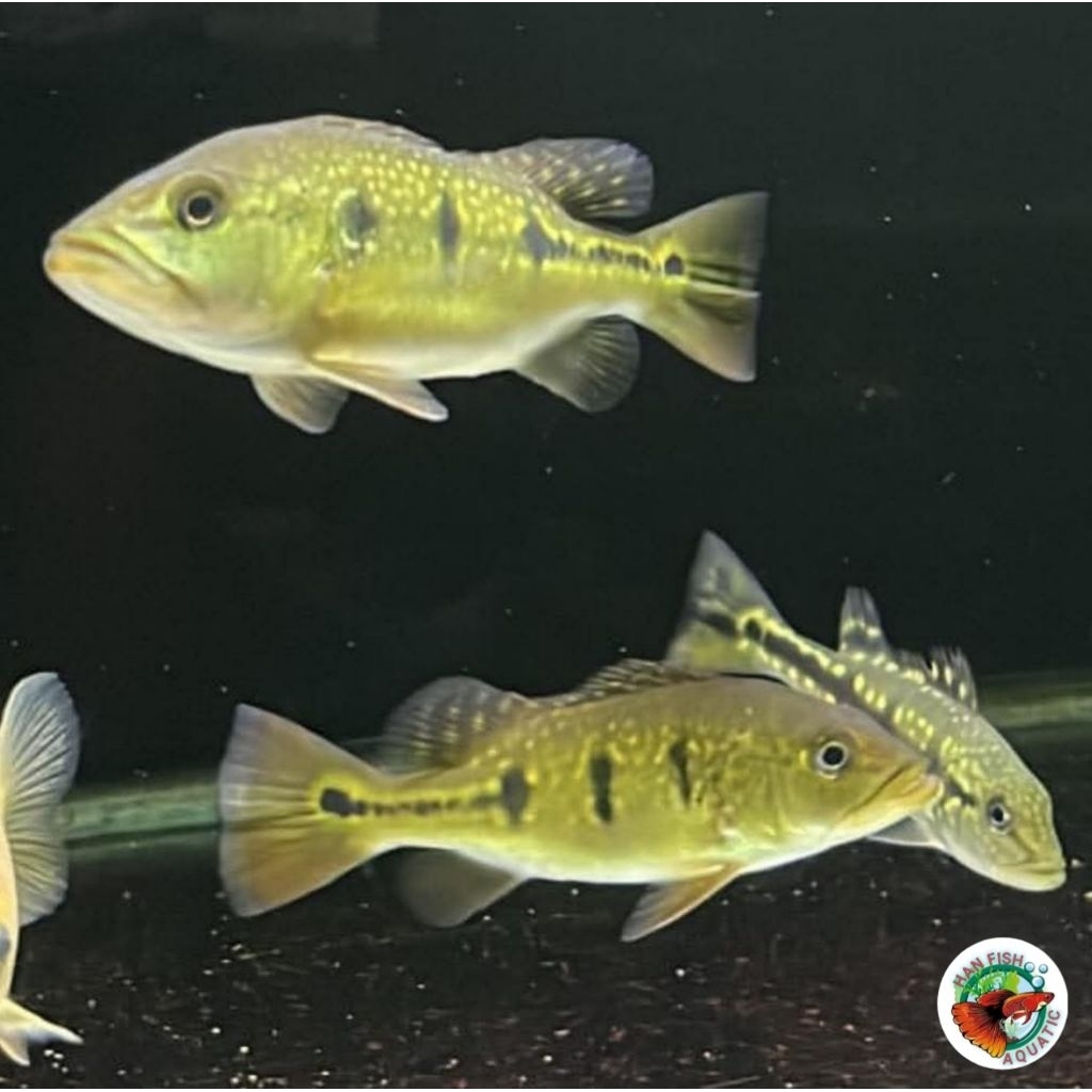 Pbass orinoco 15cm hiasan untuk akuarium