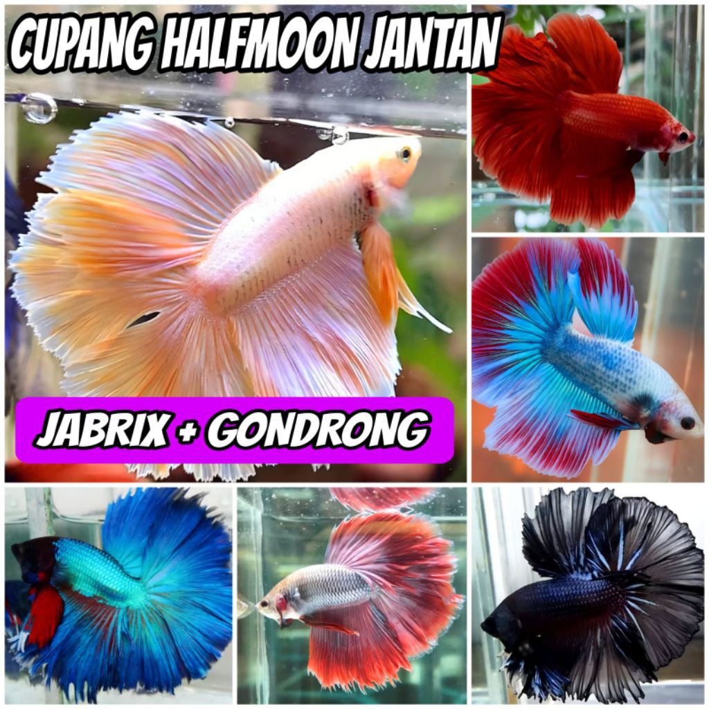 CUPANG HALFMOON JANTAN SUPER JOSJIS - SHN5