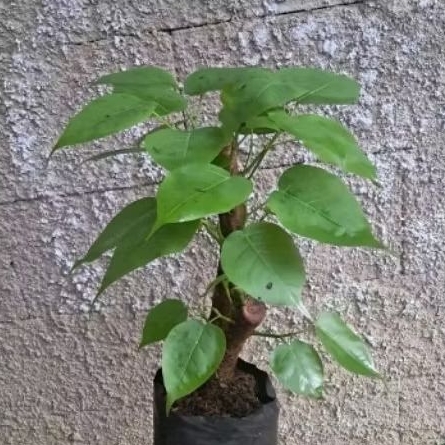 tanaman bodhi - pohon bodhi