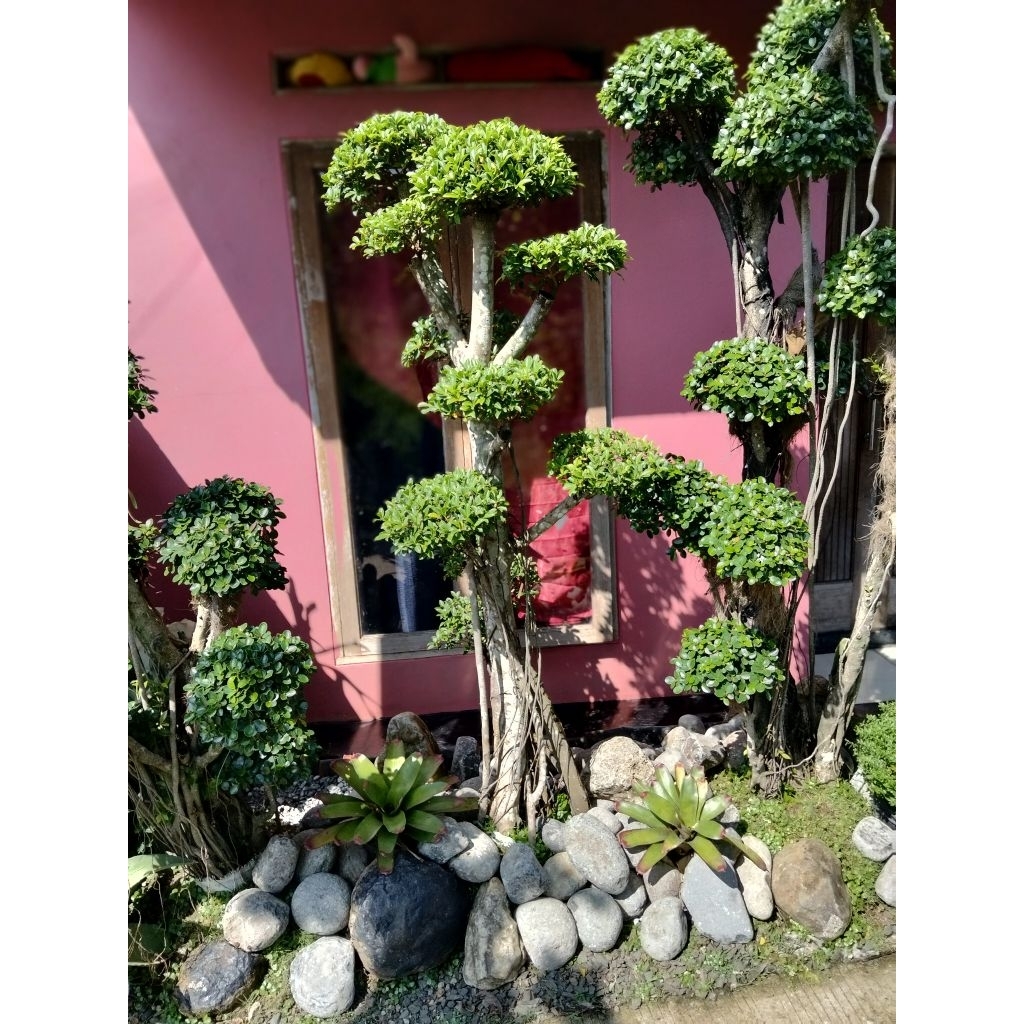Bonsai taman beringin dolar Korea mikro bonsai taman jumbo, pohon bonsai besar,bonsai beringin besar