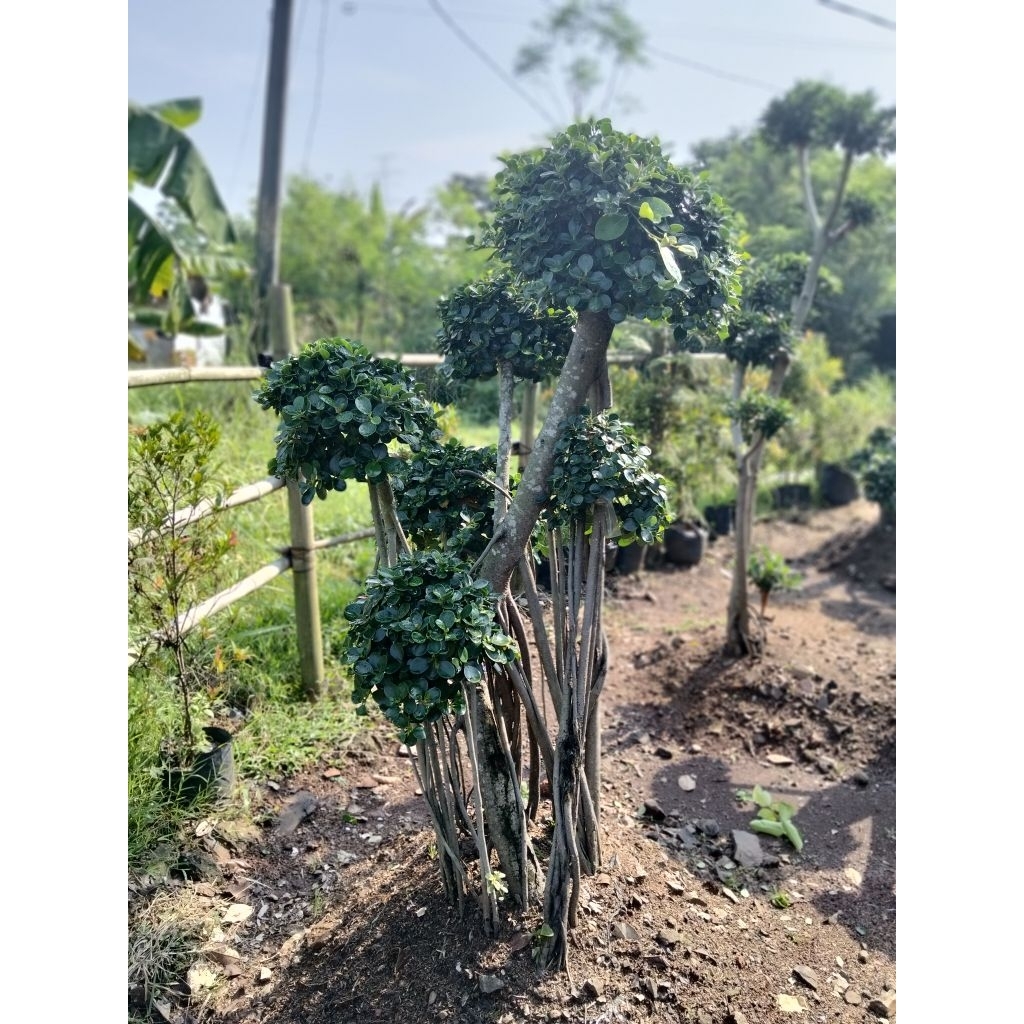 Bonsai beringin dolar Korea mikro daun mangkok meter full bonsai taman dolar Korea