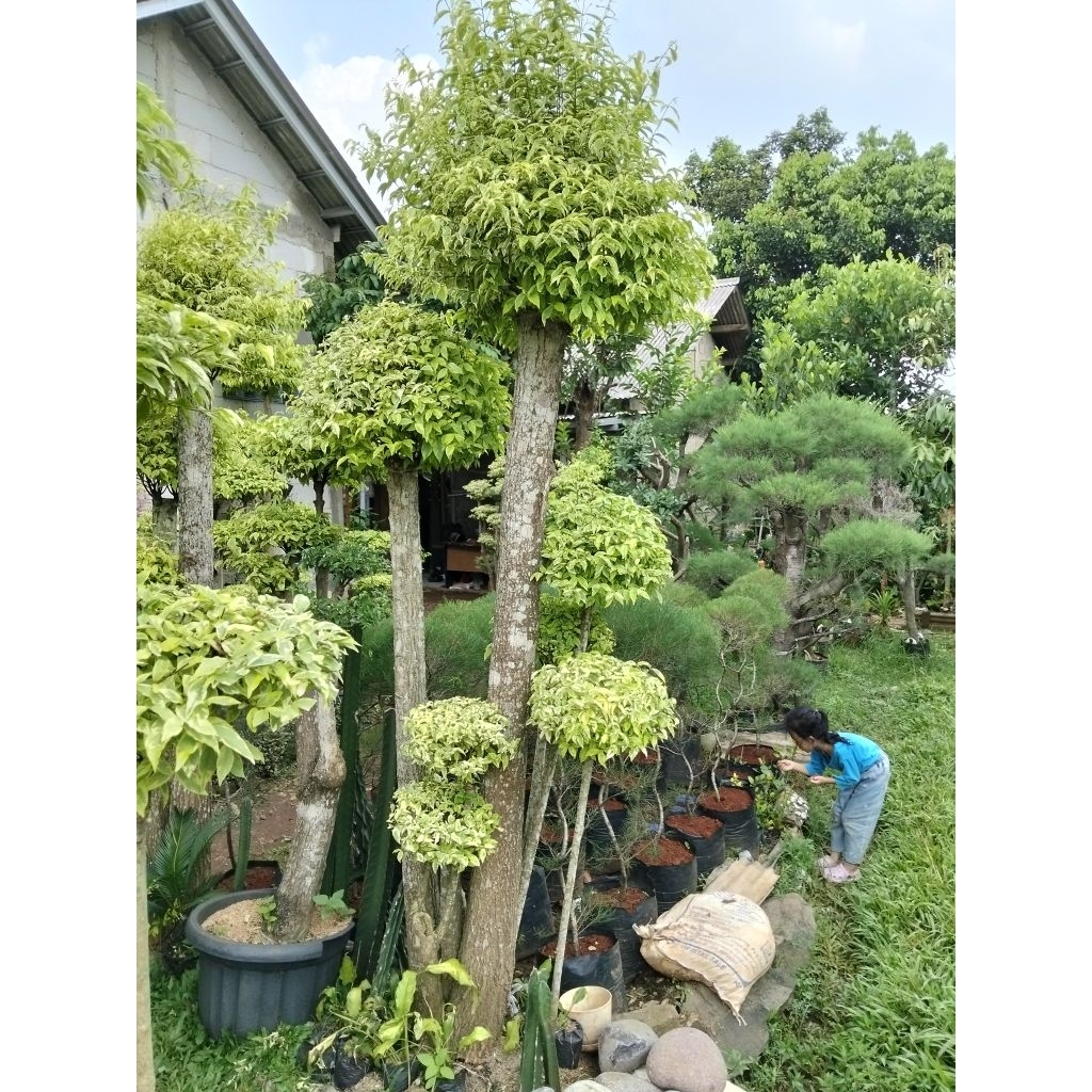 bonsai Anting Putri jumbo batang besar tinggi kurang lebih 3meter