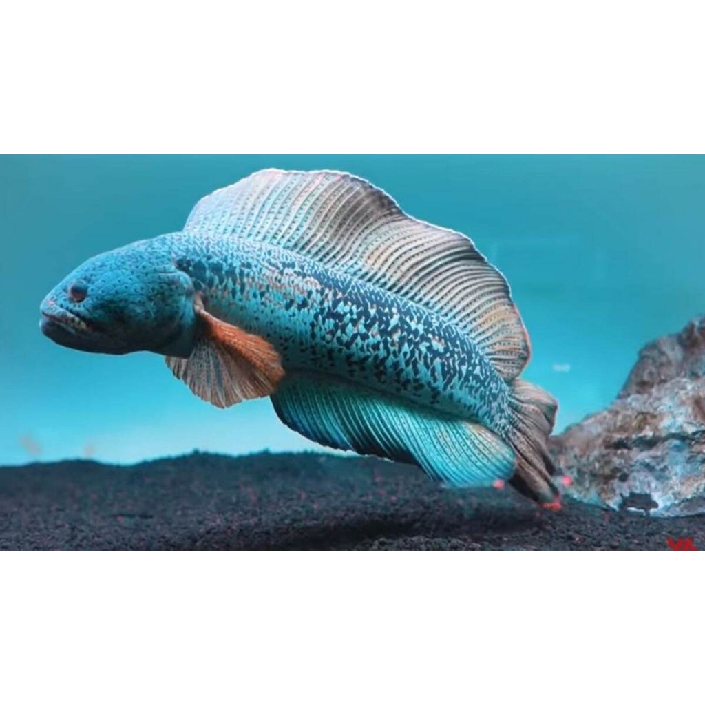 ikan Cana Barca SIZ 8cm jecpot jika beruntung