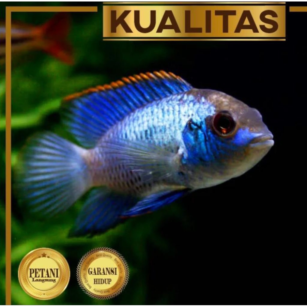 Isi 10 ekor Cichlid Blue Acara Ikan Hias