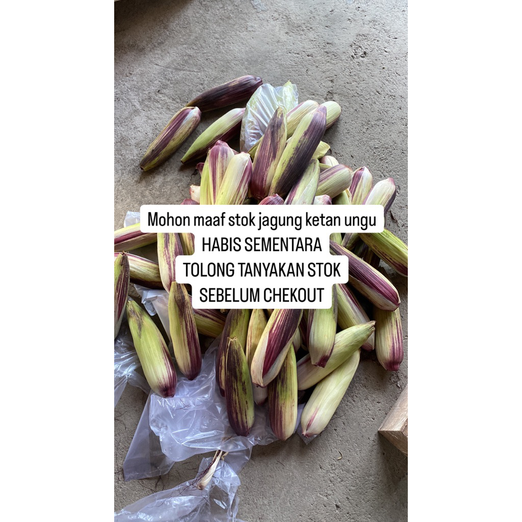 jagung ketan ungu